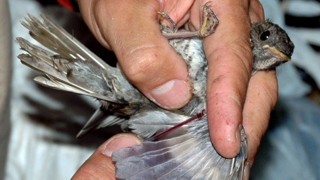 Rare Songbird dominican.jpg